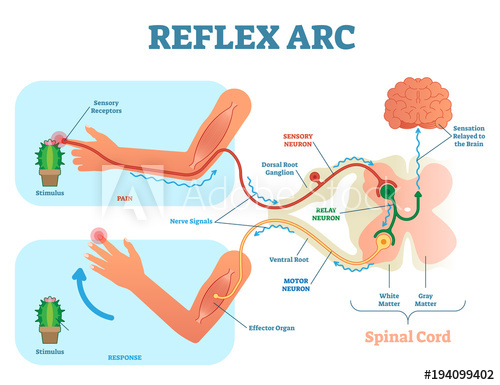 Spinal Reflex Arc Anatomical Scheme, Vector Illustration 500x385 Spinal Reflex Arc Anatomical Scheme, Vector Illustration
