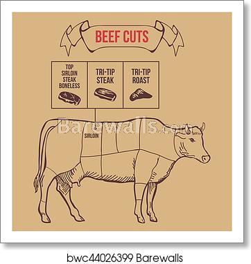 Vintage Butcher Cuts Of Beef Scheme Vector, Art Print Barewalls 362x382 Vintage Butcher Cuts Of Beef Scheme Vector, Art Print Barewalls