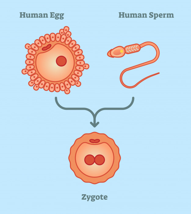 What Is Zygote 626x702 What Is Zygote