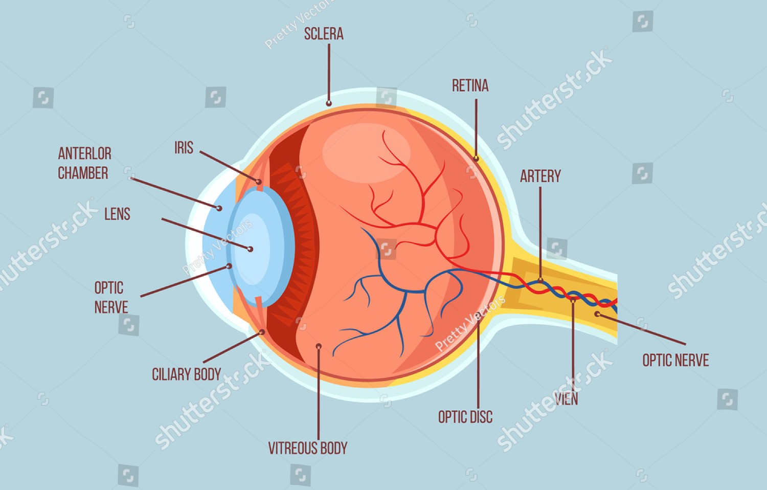 Stock Vector Human Eye Color Structure Anatomy Scheme Vector Flat 1500x958 Stock Vector Human Eye Color Structure Anatomy Scheme Vector Flat