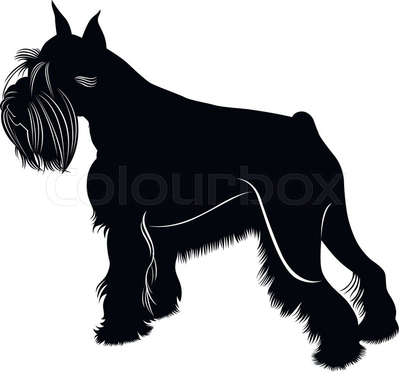 800x746 Miniature Schnauzer Dog Stock Vector Colourbox