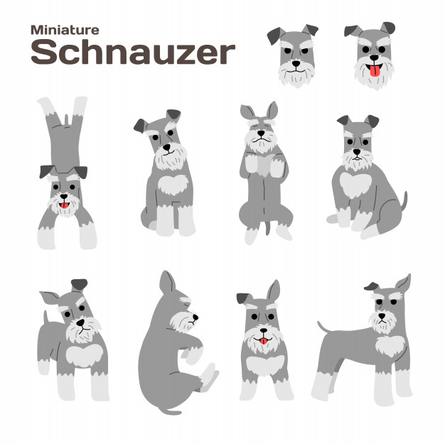 626x625 Schnauzer Vectors, Photos And Free Download