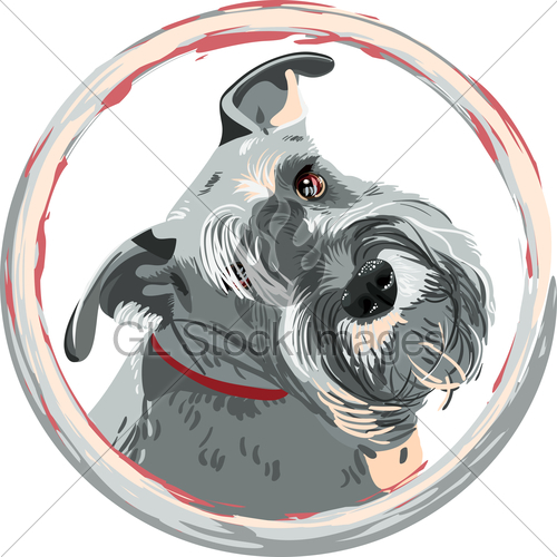 500x500 Vector Breed Miniature Schnauzer Dog Closeup Gl Stock Images