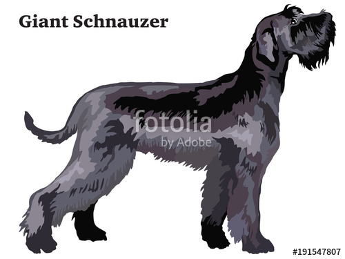500x375 Colored Decorative Standing Portrait Of Giant Schnauzer Vector