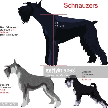 414x414 Vector Set Schnauzers Premium Clipart