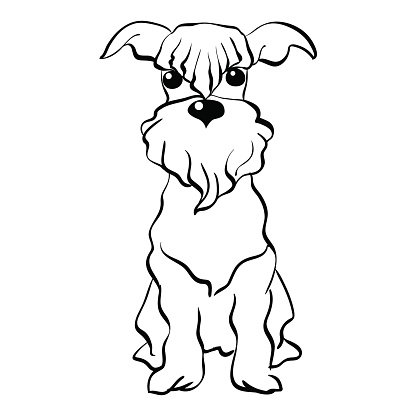 416x416 Vector Sketch Miniature Schnauzer Dog Sitting Premium Clipart