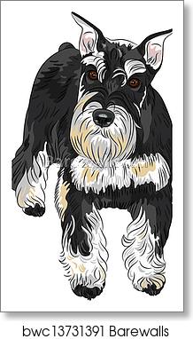 218x382 Vector Dog Breed Miniature Schnauzer Black And Silver Color, Art