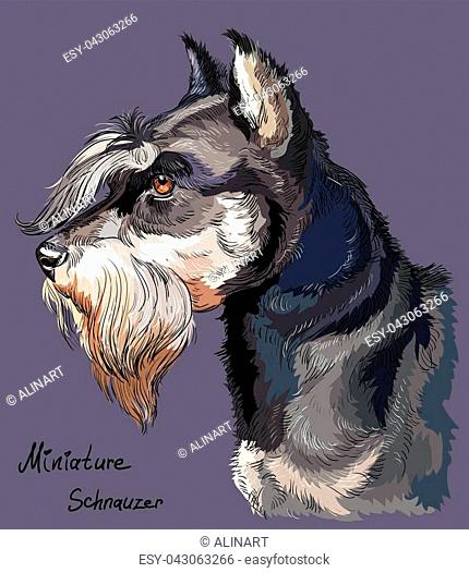430x526 Vector Miniature Schnauzer Stock Photos And Images Age Fotostock