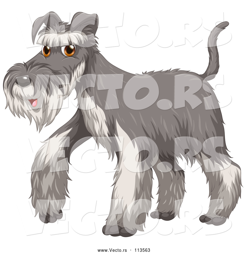 1024x1044 Vector Of A Walking Cartoon Salt And Pepper Gray Schnauzer Dog