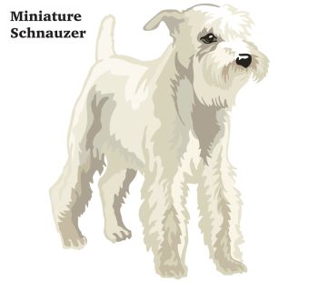 350x310 You Searched For Miniature Schnauzer