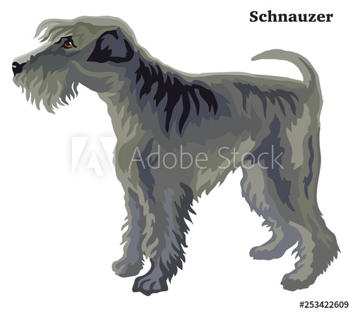 500x442 Colored Decorative Standing Portrait Of Schnauzer Vector