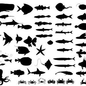 Photostock Vector Colored Silhouettes School Of Fish A Group 300x300 Photostock Vector Colored Silhouettes School Of Fish A Group