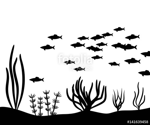 Seaweed 500x417 Seaweed