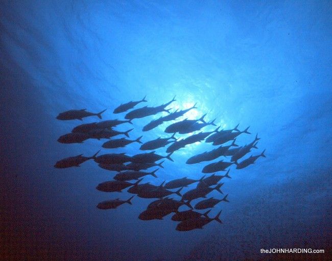 Collection Of 'school Of Fish Silhouette' Download More Than 650x512 Collection Of 'school Of Fish Silhouette' Download More Than