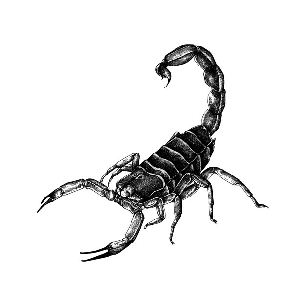 626x626 Scorpio Vectors, Photos And Free Download