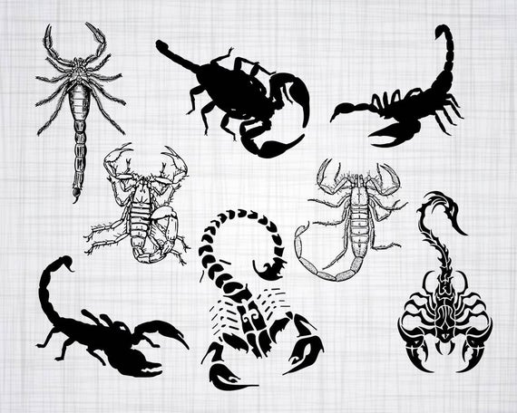 570x456 Scorpion Bundle Scorpion Scorpion Clipart Etsy