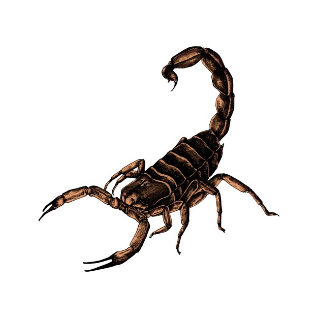 Scorpion Vectors, Photos And Free Download 626x626 Scorpion Vectors, Photos And Free Download