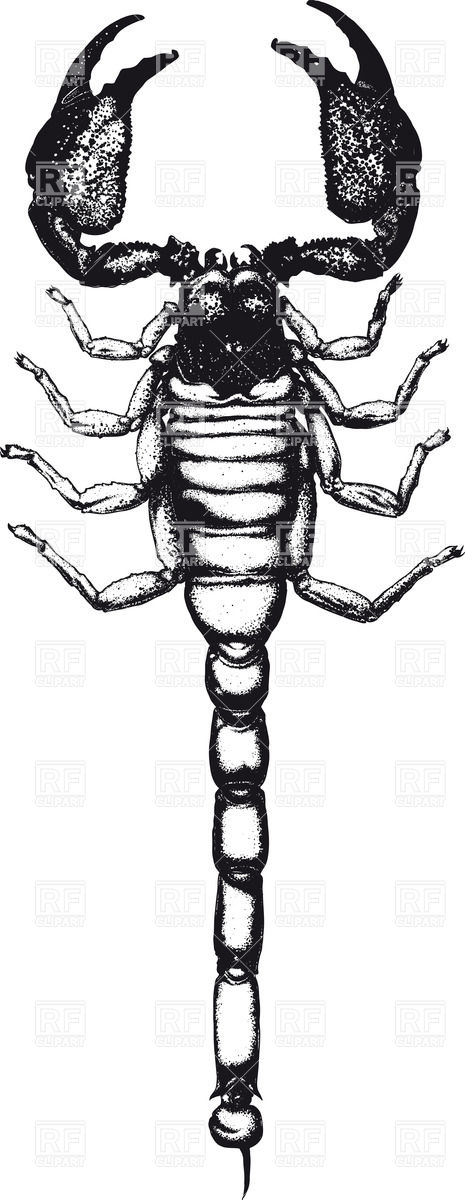 Thoroughly Drawn Scorpion Vector Image Of Plants And Animals 465x1200 Thoroughly Drawn Scorpion Vector Image Of Plants And Animals