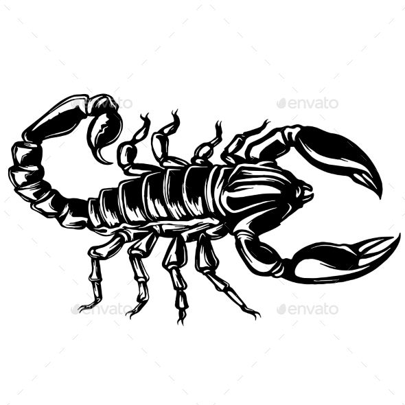 Vector Of A Scorpion Illustration On Isolated 590x590 Vector Of A Scorpion Illustration On Isolated