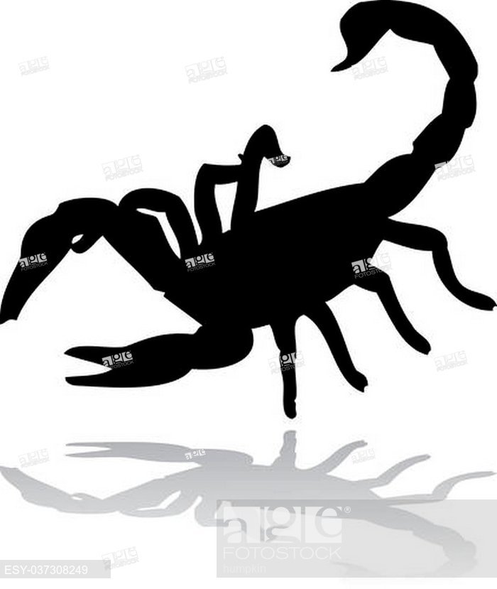 Black Scorpion Vector Silhouette Isolated On White, Stock Vector 700x829 Black Scorpion Vector Silhouette Isolated On White, Stock Vector