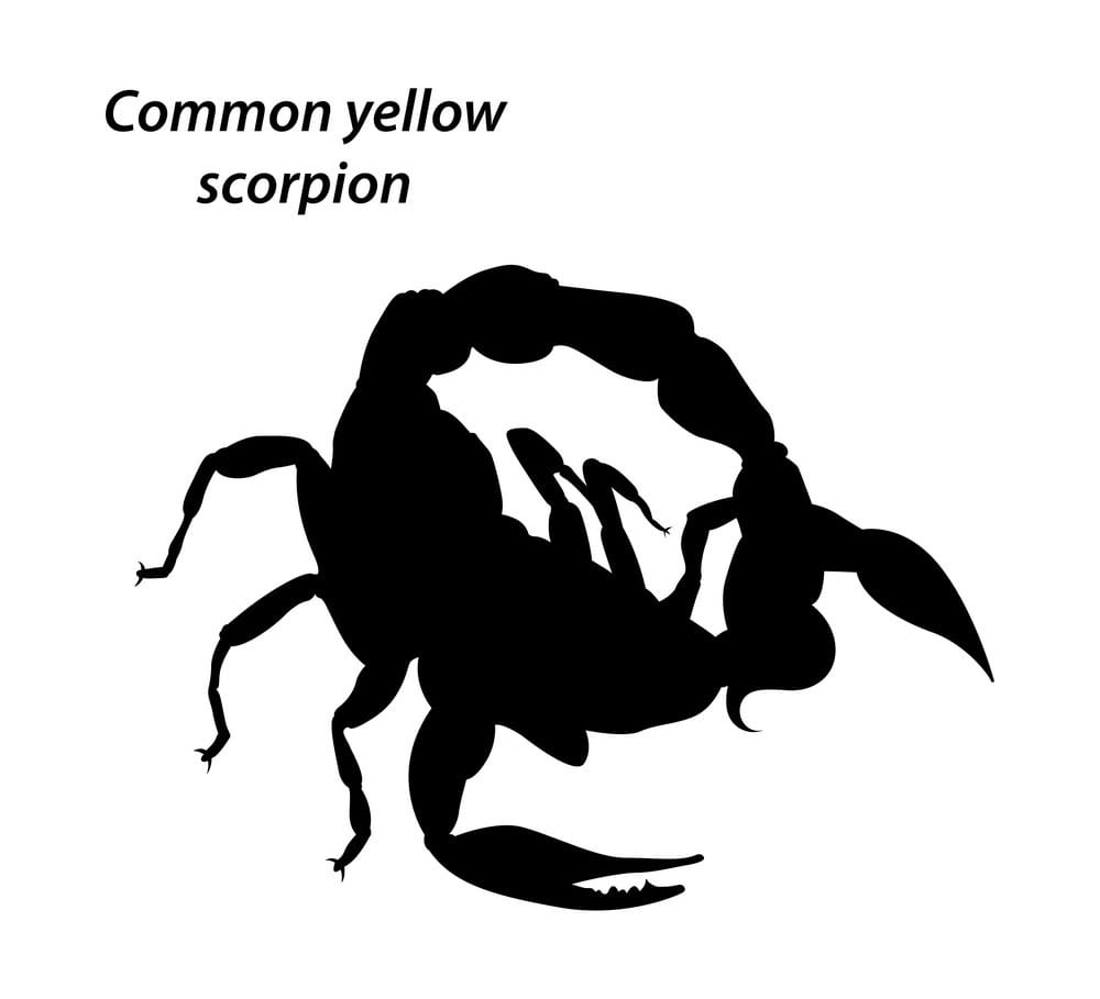 1000x909 Green Scorpions Vector Free Graphics Uihere