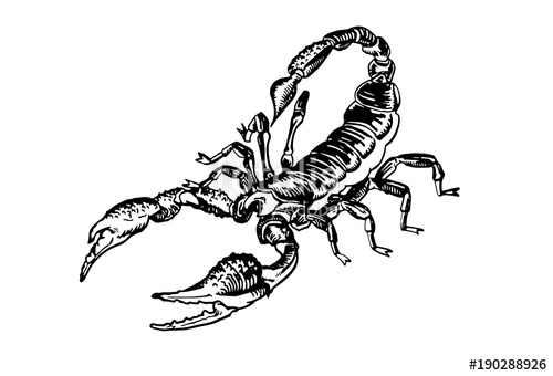 500x340 Graphical Sketch Of Scorpion On White Background,vector