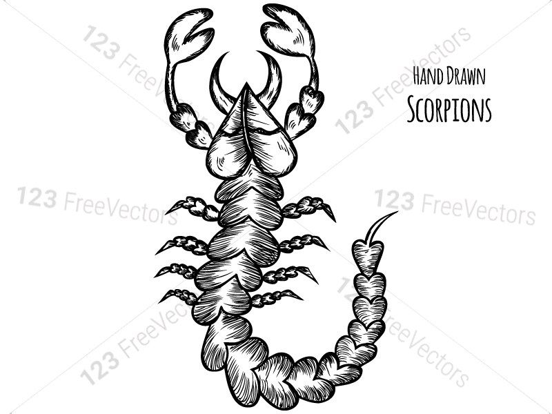 800x600 Hand Drawn Scorpions Vector And Photoshop Brush Pack Scorpion