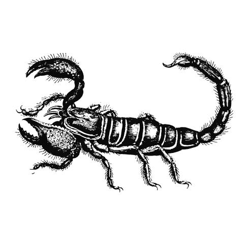 490x490 Illustration Of Scorpion