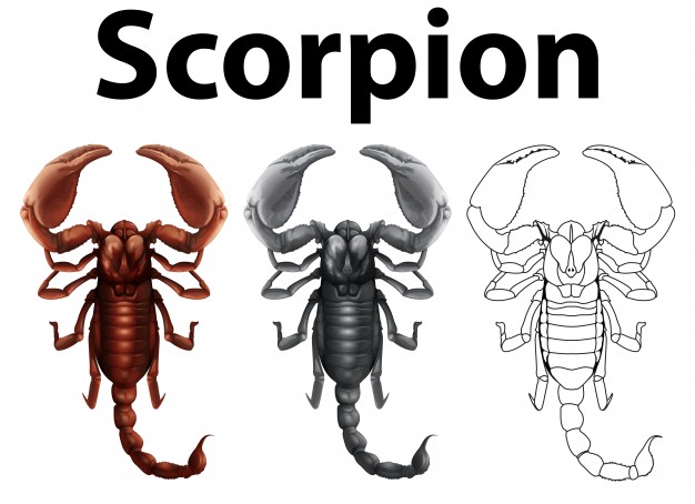 626x454 Scorpion Vectors, Photos And Free Download