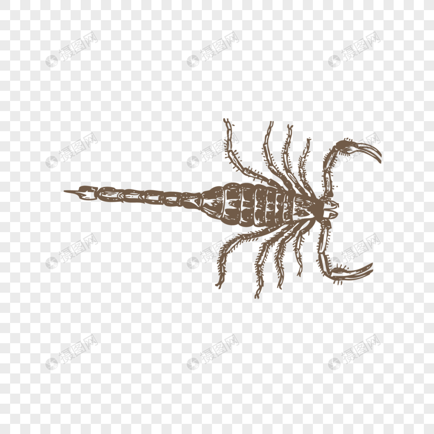 860x860 Scorpion Vector Png Image Picture Free Download