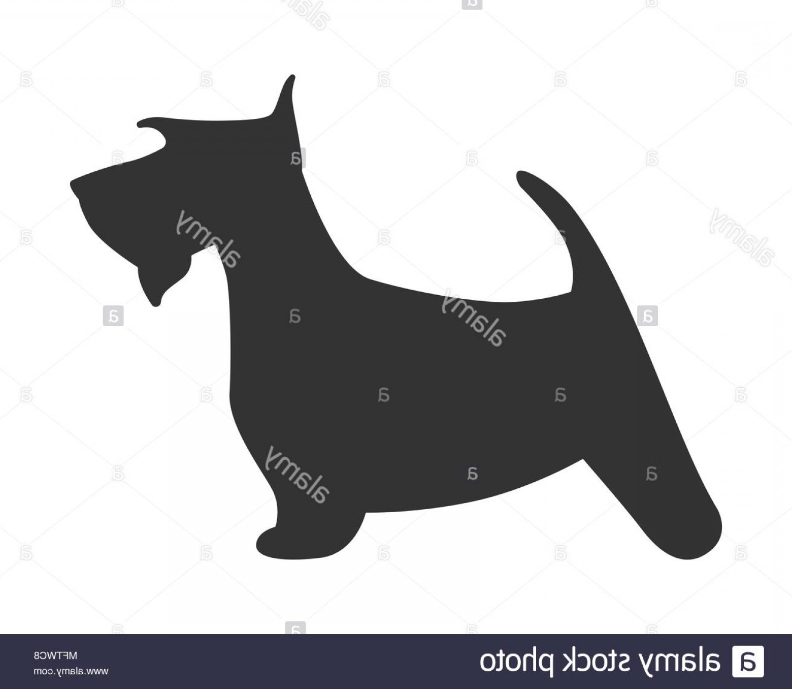 1560x1356 Scotch Terrier Silhouette Dog Puppy Breed Simple Icon Vector