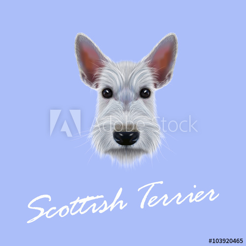 500x500 Scottish Terrier Dog