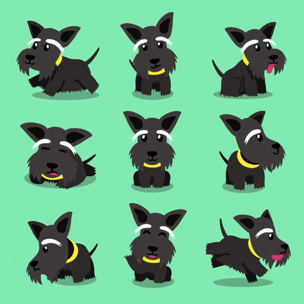 626x626 Cartoon Character Scottish Terrier Dog Poses Vector Premium Download