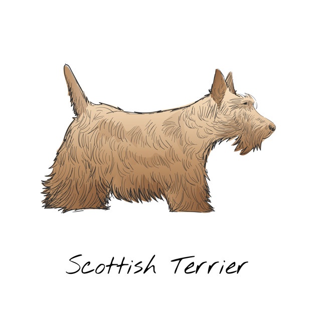 626x626 Scottish Terrier Vectors, Photos And Free Download