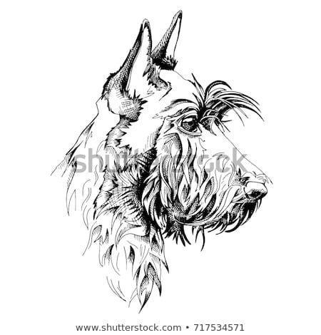 450x470 Scottish Terrier Dog Vector Illustration Dog Breeds Terrier