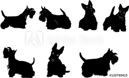 500x304 Dog, Sketch, Terrier, Scottish, White, Black, Set