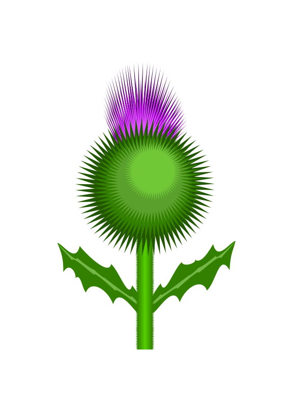 566x800 Scottish Thistle