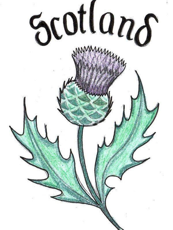 600x796 Scottish Thistle Clipart Vector, Clipart