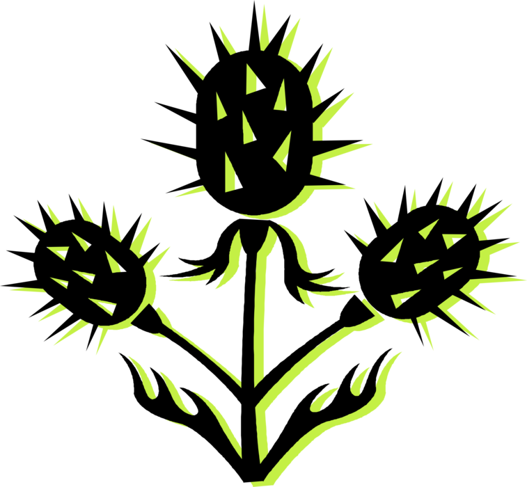 757x700 Scottish Thistle With Sharp Prickles