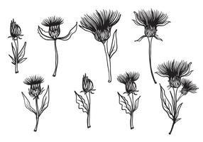 286x200 Thistle Free Vector Art