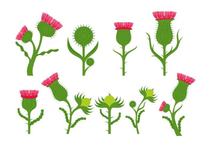700x490 Thistle Free Vector Art