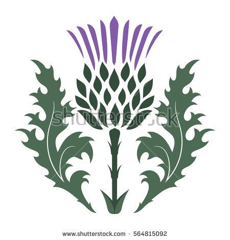 450x470 Thistle Onopordum Acanthium Scottish Thistle Isolated On White
