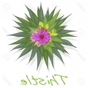 300x300 Photostock Vector Milk Thistle Plant Scotch Thistle Vector