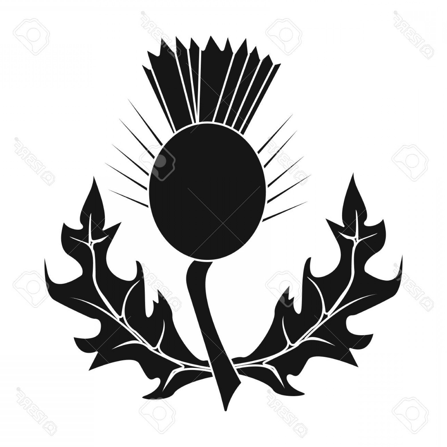 1560x1560 Photostock Vector Thistles With Green Leaves Medicinal Plant