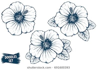 Hibiscus Flower Sketch Tropical Plant Doodle Floral Scrawl 390x280 Hibiscus Flower Sketch Tropical Plant Doodle Floral Scrawl