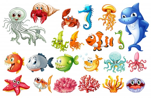 626x404 Different Kinds Of Sea Animals Vector Free Download