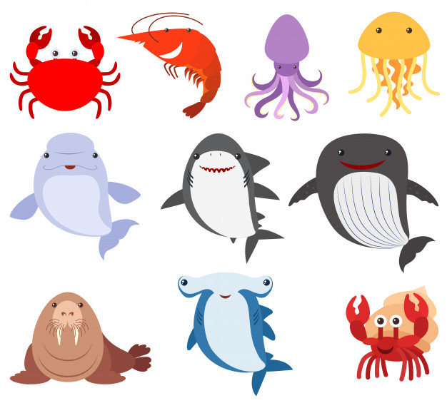 626x565 Many Types Of Sea Creatures Vector Free Download