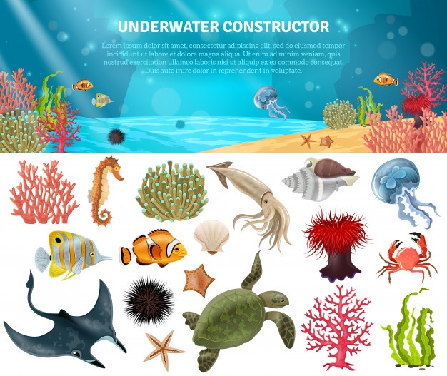 Sea Life Vectors, Photos And Free Download 626x527 Sea Life Vectors, Photos And Free Download