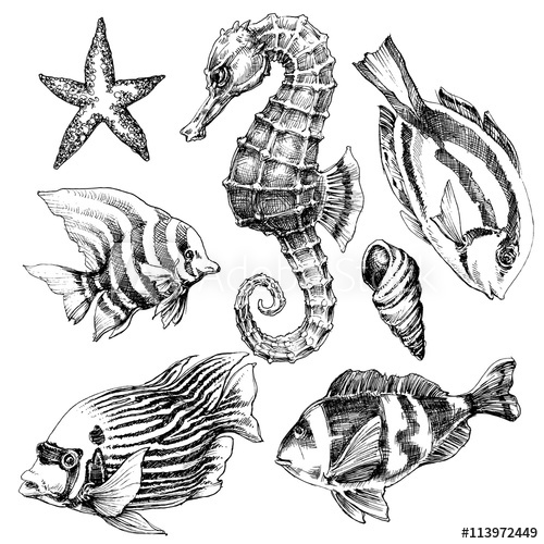 Fish, Sea Horse, Marine Life Hand Drawn Set Sea Life Vector Ske 500x500 Fish, Sea Horse, Marine Life Hand Drawn Set Sea Life Vector Ske