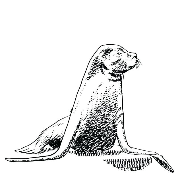 Sea Lion Vector at Vectorified.com | Collection of Sea Lion Vector free ...